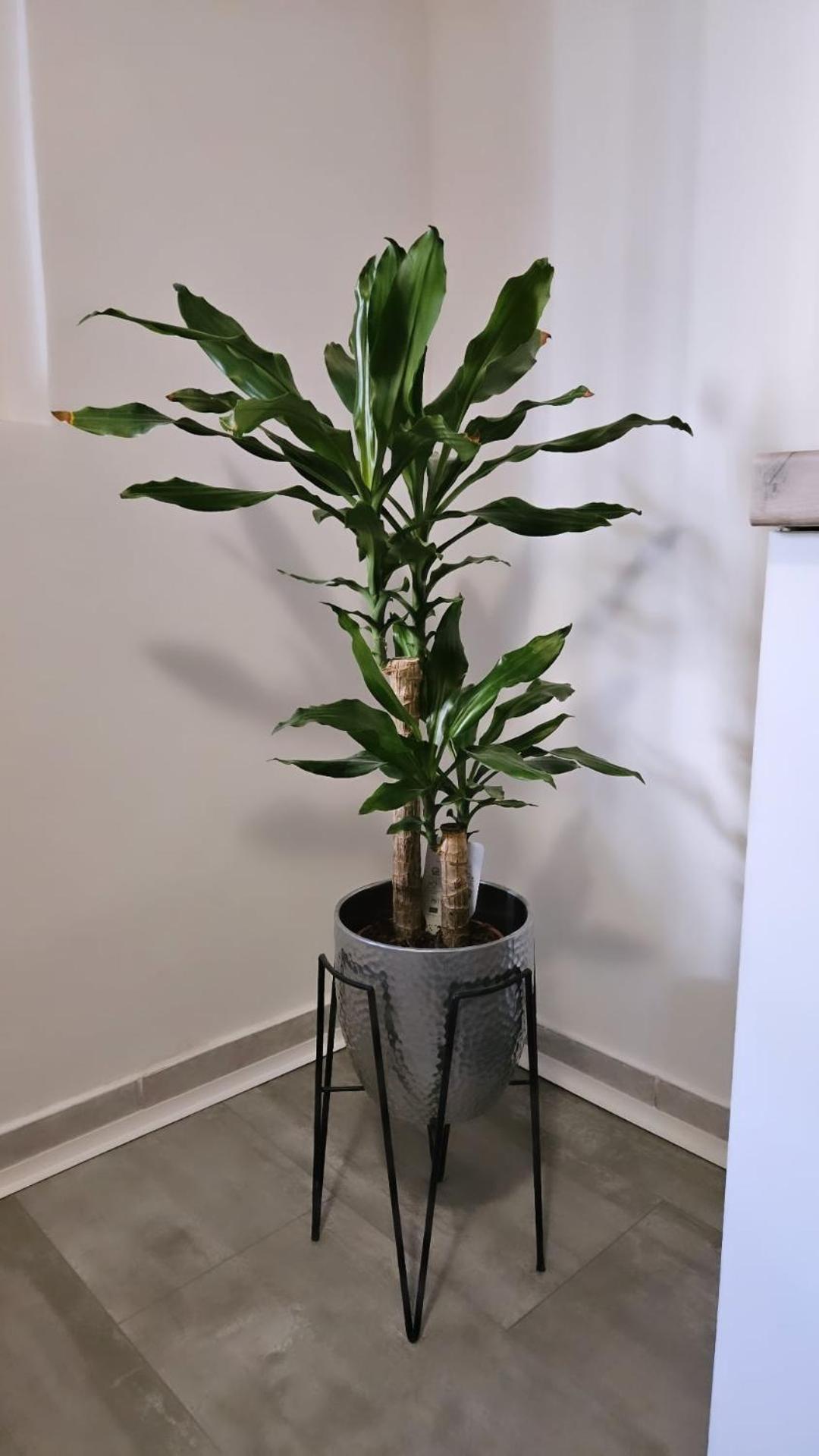 ספליט Apartment Gago מראה חיצוני תמונה